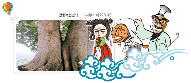 안동녹전면의 느티나무(제275호)