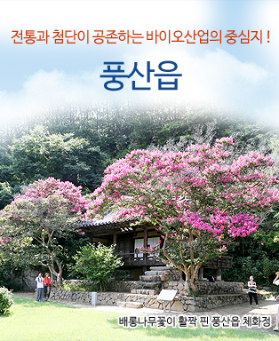 전통과 첨단이 공존하는 바이오산업의 중심지! 풍산읍 - 베롱나무꽃이 활짝 핀 풍산읍 체화정