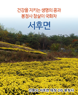 건강을 지키는 생명의 콩과 봉정사 참살이 국화차 서후면 - 안동시 서후면 태장 2리 봉정사 일원
